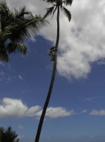 Me in a coconut tree