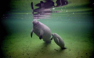 manatee2-300x188